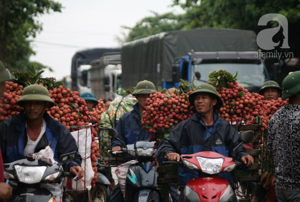 vải lục ngạn